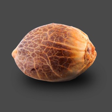 Семена конопли Auto Blueberry Feminised