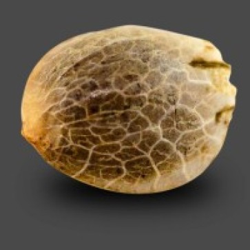 Семена конопли Auto Carpathian Mazar Feminised