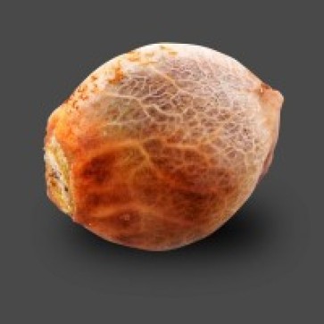 Auto Carpathian Molfar Feminised Cannabis Seeds