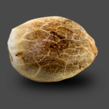 Семена конопли Auto Carpathian Skunk Feminised