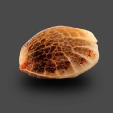 Семена конопли Auto Carpathian Torch of Gods Feminised