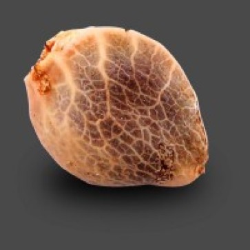 Семена конопли Auto Carpathian White Witch Feminised