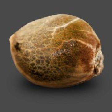 Насіння конопель Auto Chere Feminised