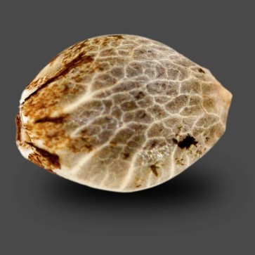 Семена конопли Auto Goverla Feminised