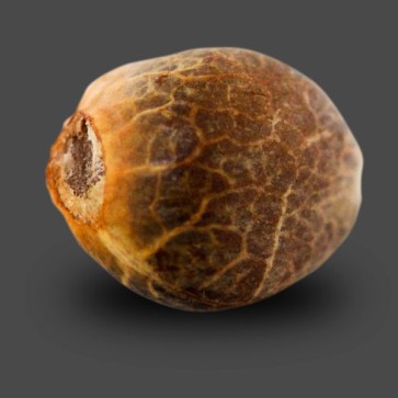 Насіння конопель Auto Kush Feminised