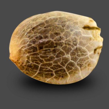 Семена конопли Auto Northern Blue Feminised