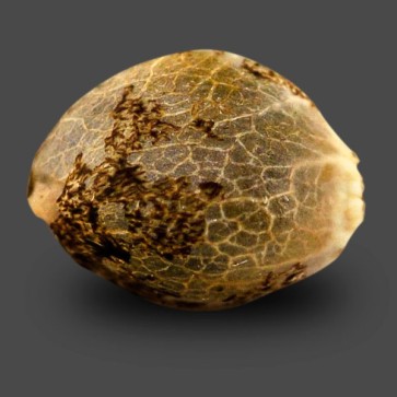 Семена конопли Auto Sinevir Feminised