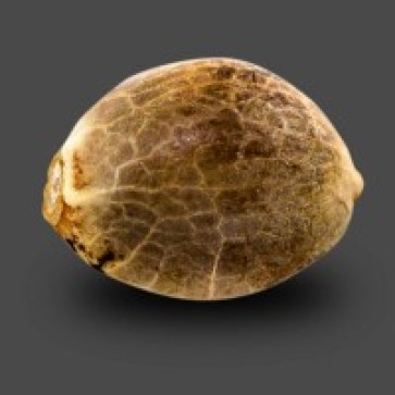 Семена конопли Auto White Chere Feminised