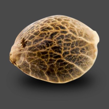 Auto White Tisa Feminised Hemp Seeds