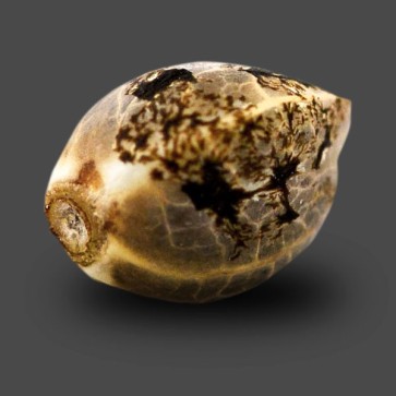 Семена конопли Auto White Widow Feminised