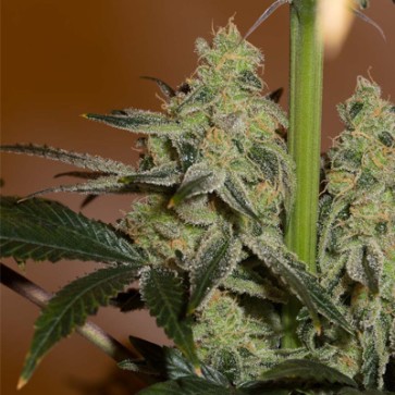 CBD Amnesia Feminised Hemp Seeds