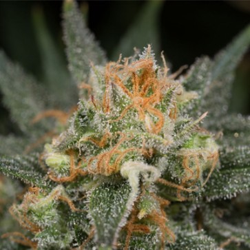 CBD Amnesia Feminised Hemp Seeds