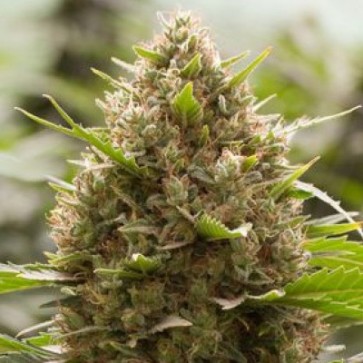 Насіння конопель Amnesia Kush Feminised