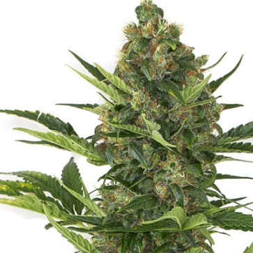 Насіння конопель Auto Amnesia XXL Feminised