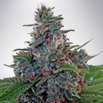 Семена конопли Auto Blue Amnesia XXL Feminised