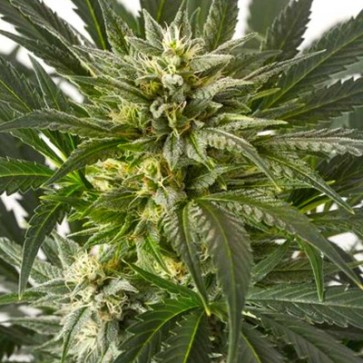 Семена конопли Auto Blue Critical Feminised