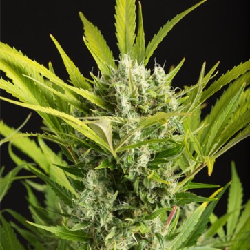 Семена конопли Auto Blue Critical Feminised