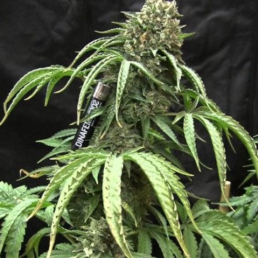 Семена конопли Auto Bubba Kush Feminised