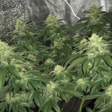 Семена конопли Auto Bubba Kush Feminised