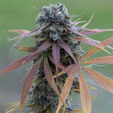 Семена конопли Auto Bubba Kush Feminised