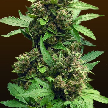 Auto CBD Cheese Feminised Hemp Seeds