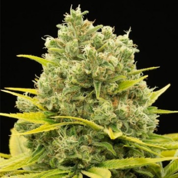 Auto CBD Cheese Feminised Hemp Seeds