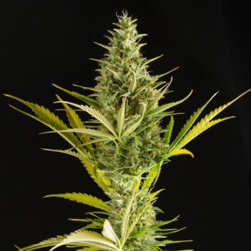 Насіння конопель Auto Cheese XXL Feminised