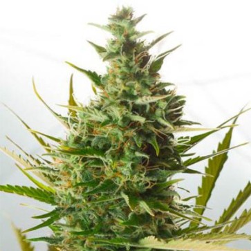 Насіння конопель Auto Cheese XXL Feminised