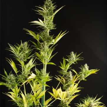 Насіння конопель Auto Cheese XXL Feminised