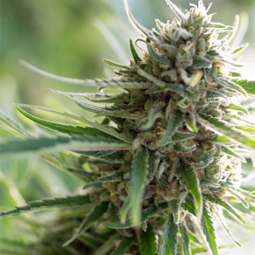 Семена конопли Auto CBD Critical Feminised