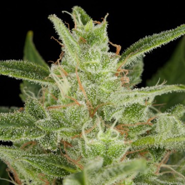 Семена конопли Auto Critical Jack Feminised