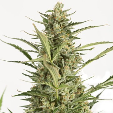 Семена конопли Auto Critical Jack Feminised