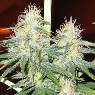 Auto Fruit Feminised Hemp Seeds