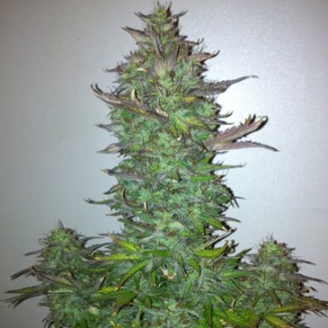 Auto Fruit Feminised Hemp Seeds