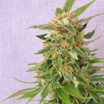Auto Fruit Feminised Hemp Seeds