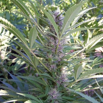 Семена конопли Auto Haze 2.0 Feminised