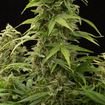 Семена конопли Auto Haze 2.0 Feminised