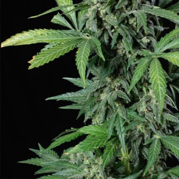 Семена конопли Auto Haze 2.0 Feminised