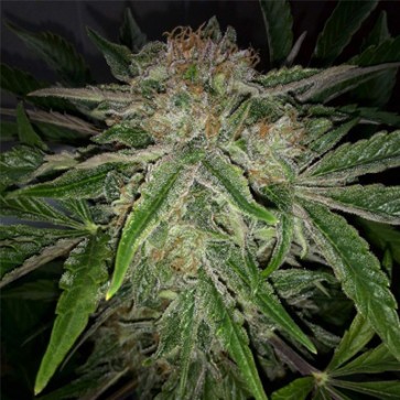 Насіння конопель Auto CBD Industrial Plant Feminised