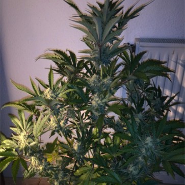 Насіння конопель Auto CBD Industrial Plant Feminised
