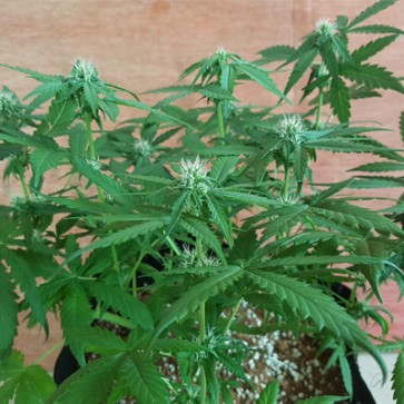 Семена конопли Auto CBD OG Kush Feminised