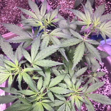 Семена конопли Auto CBD OG Kush Feminised