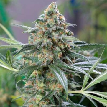 Семена конопли Auto CBD OG Kush Feminised