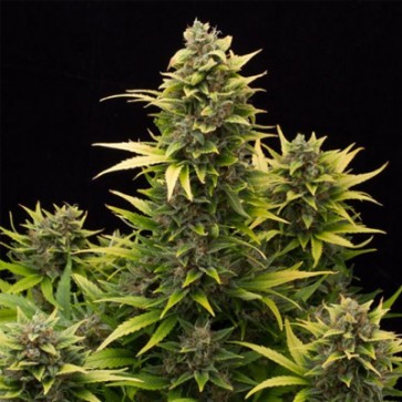 Auto Original Amnesia Feminised Cannabis Seeds