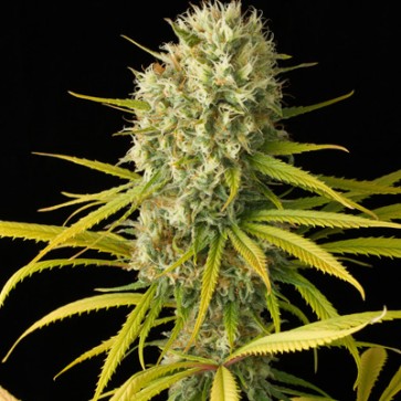 Auto Original Amnesia Feminised Cannabis Seeds