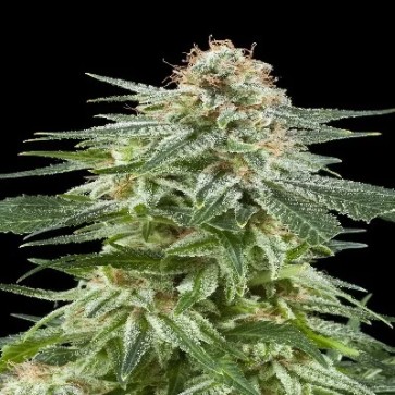Насіння конопель Auto White Widow Feminised