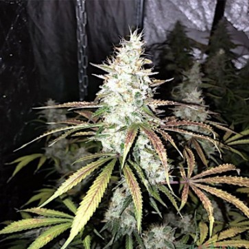 Насіння конопель Auto White Widow Feminised