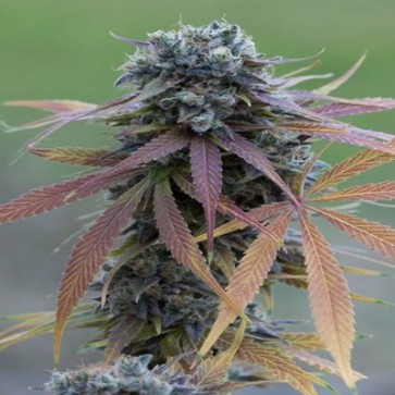 Blue Kush Feminised Hemp Seeds