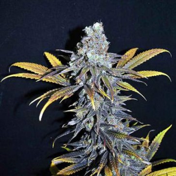 Насіння конопель CBD Critical Mass Feminised