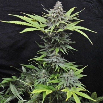 Насіння конопель CBD Critical Mass Feminised